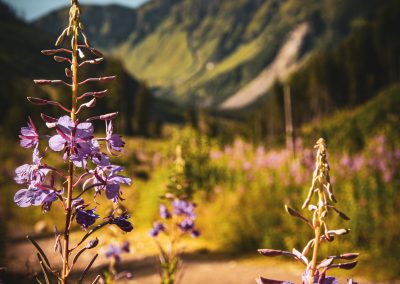 góry natura widok tatry niebo roślina kwiat wierzbówka
